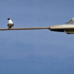 Does the Freedom of Information Act apply to States of the Federation of Nigeria?