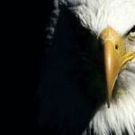 Oath of Office and Swearing-in Ceremony: A Mere Dancing Party?