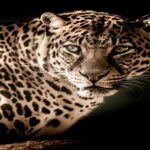 PERFECT GENTLEMAN OF THE BAR, TAYLOR-HARRY, TAKEN AWAY BY THE POLICE LIKE A LAMB FOR SACRIFICE