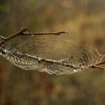 CHILD MOLESTERS ARE BARBARIC ANIMALS OF DANGEROUS SPECIES – SUPREME COURT