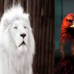 COMPOUNDING OFFENCES: SECTION 14(2) OF THE EFCC ACT AND THE CONFLICTING VERSIONS OF THE ACT