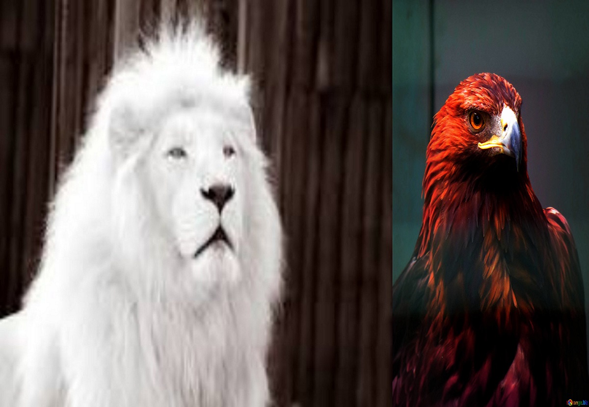 yahaya bello vs efcc